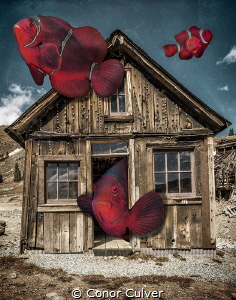 "Family Home" part of my Underwater Surrealism series by Conor Culver 